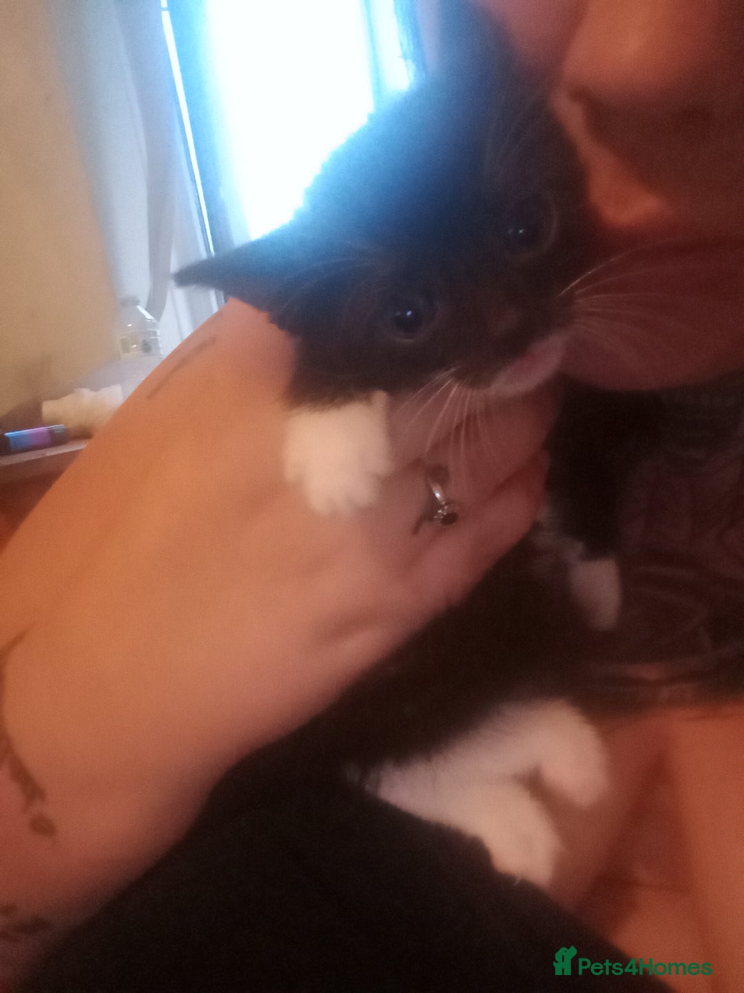 Mixed Breed cats for sale: 3 female kittens ready now - Image 2