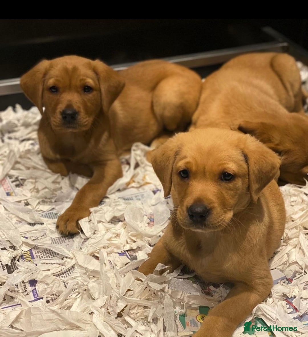 Labrador Retriever dogs for sale: ⭐️ ⭐️⭐️⭐️⭐️  FOX RED KC VET CHECKED, FIRST VAC - Image 1