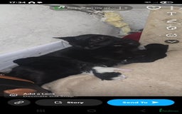 Domestic Shorthair cats for sale: 4 Adorable Kittens ready for their forever homes🩷 - Image 7