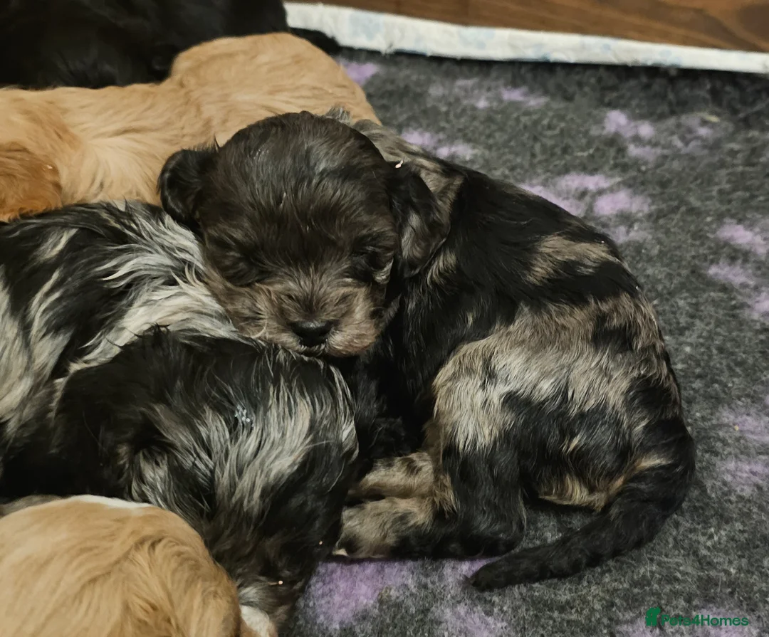 Cavapoo dogs for sale: Extensively health tested F1 Cavapoo puppies 🐶  - Advert 9