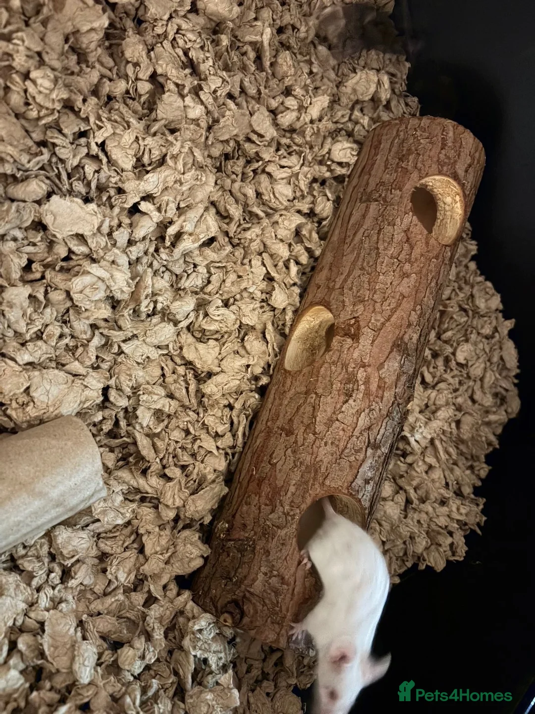Mouse rodents for sale: fancy mice in Willenhall - Advert 1