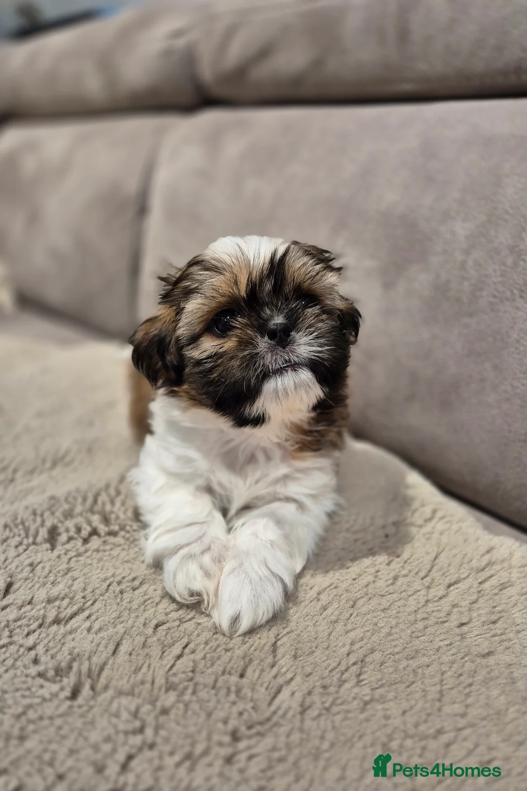 Shih Tzu dogs for sale: KC Registered Shih Tzu Puppies - Home Raised - Advert 21