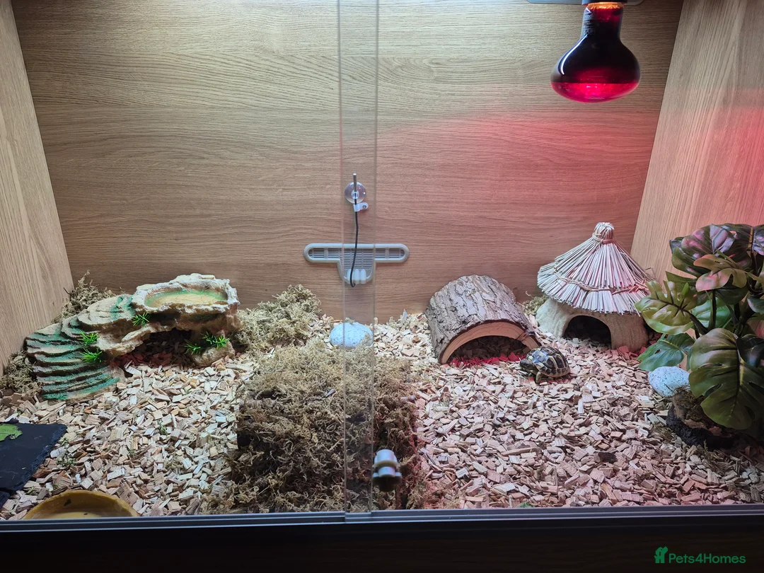 Hermann Tortoise reptiles for sale: Herman Tortoise  - Advert 1