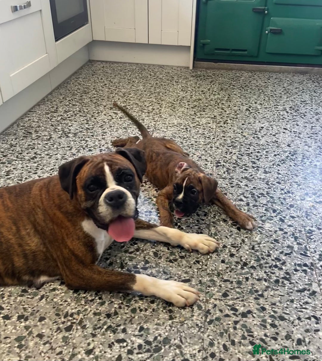 Boxer dogs for sale: Beautiful Boxer puppies - Image 13