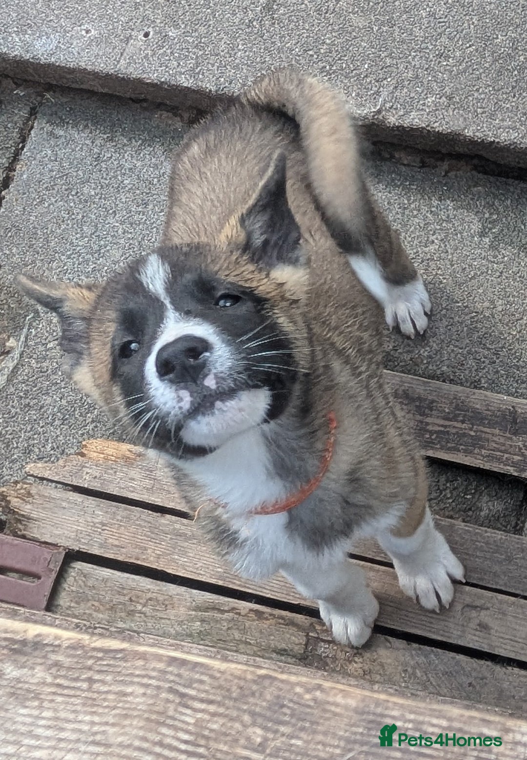 Akita dogs for sale: Akita pups READY NOW!! REDUCED  - Image 22