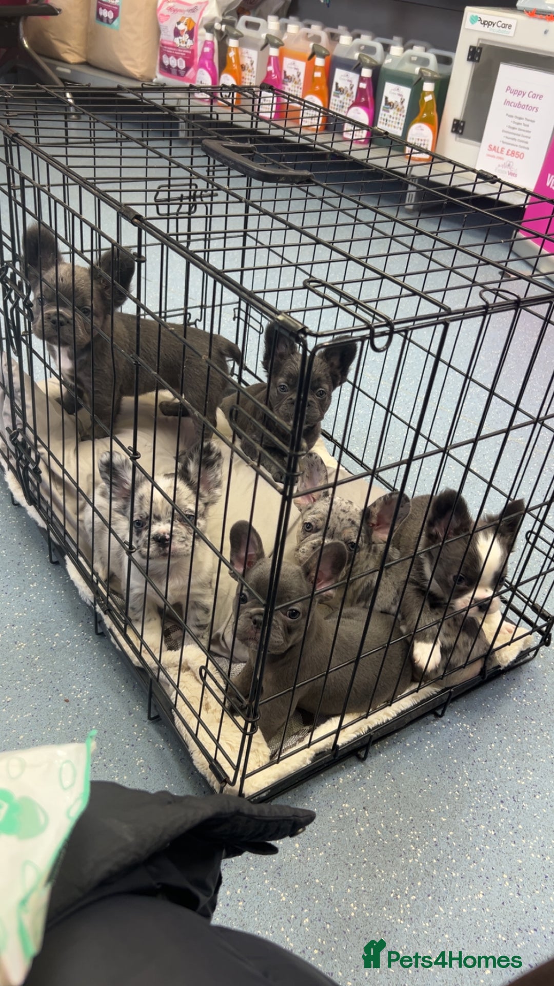 French Bulldog dogs for sale: Two, 10 Week Fluffy French Bulldogs  - Advert 1