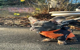 Mixed Breed dogs for sale: French bulldog x chihuahua 11 months old - Image 4