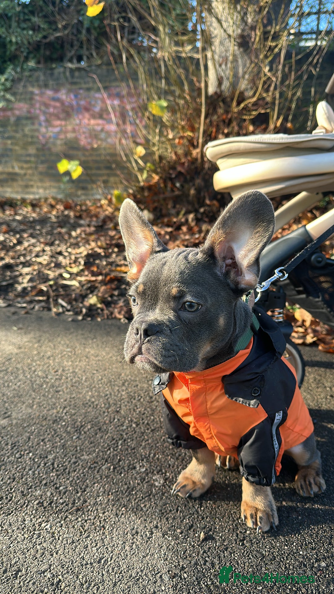 Mixed Breed dogs for sale: French bulldog x chihuahua 11 months old - Image 4