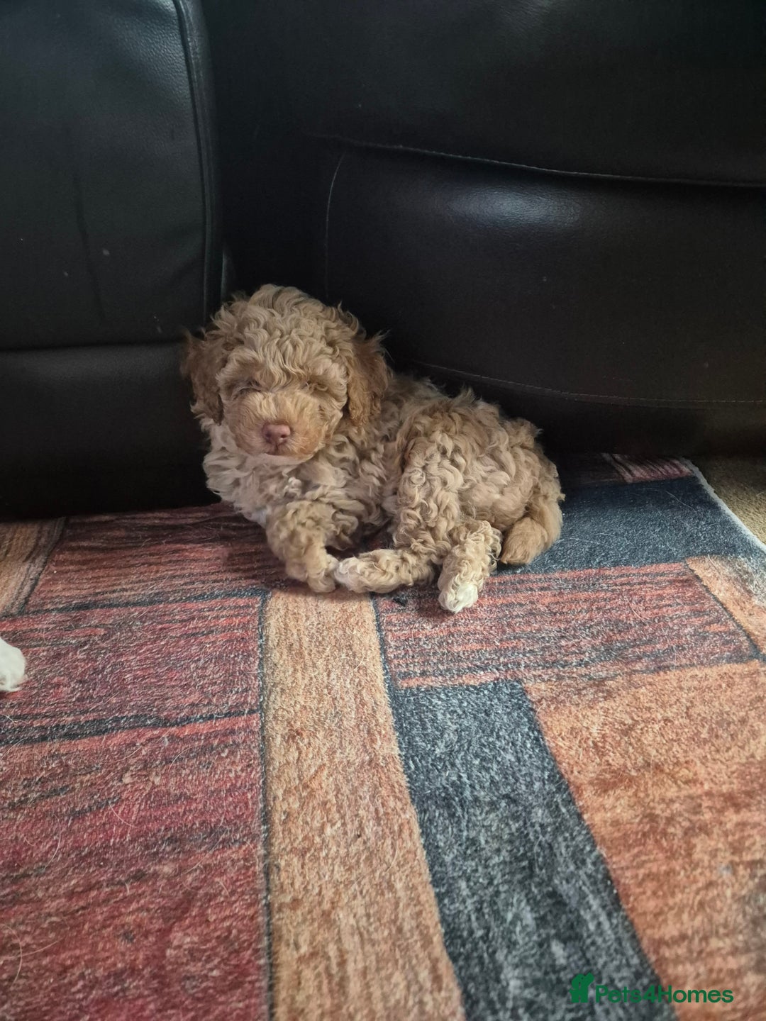 Labradoodle dogs for sale: Stunning F3 miniature labradoodles!  - Advert 10