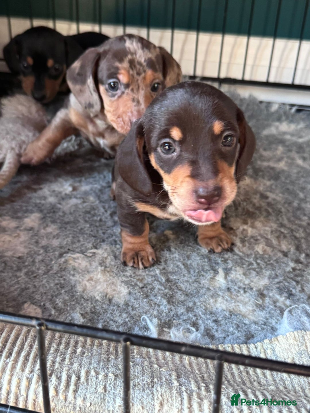 Miniature Dachshund dogs for sale: ⭐ OUTSTANDING MINI DACSHUND PUPS ⭐️ - Advert 6