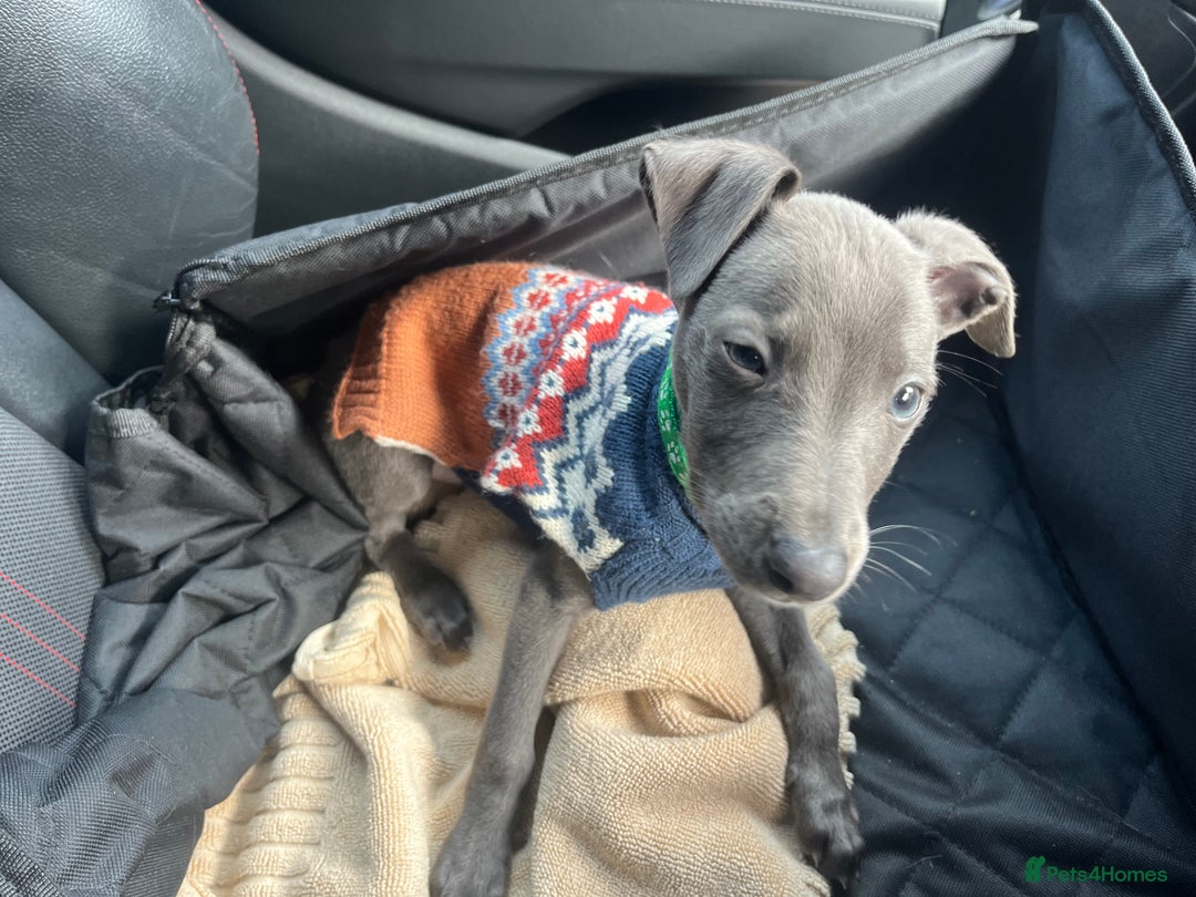 Whippet dogs for sale: 5 month old whippet pup - Advert 5