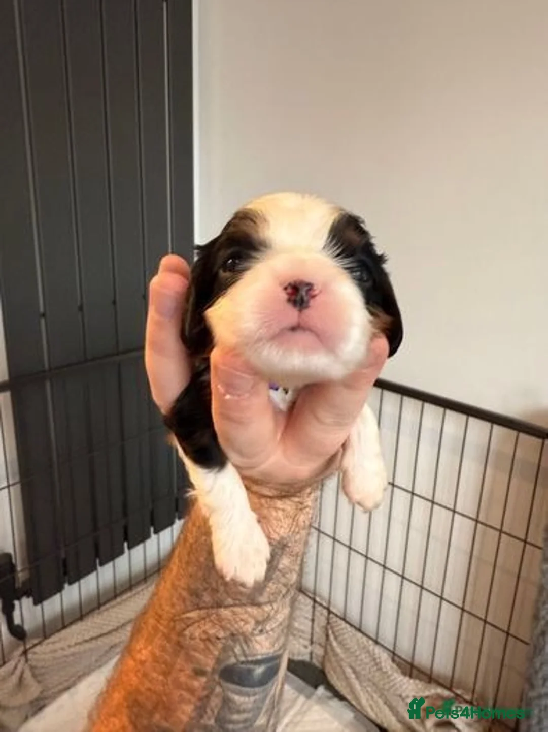 Cavalier King Charles Spaniel dogs for stud: KC Reg Health Tested Excellent Pedigrees for STUD in Nottingham - Advert 34