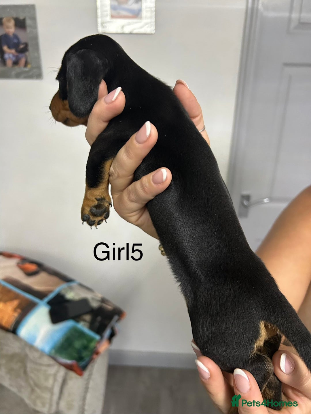 Miniature Dachshund dogs for sale: Miniature dachshund puppies  - Advert 11