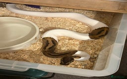 Python Snake reptiles for sale: Ball pythons  - Advert 1