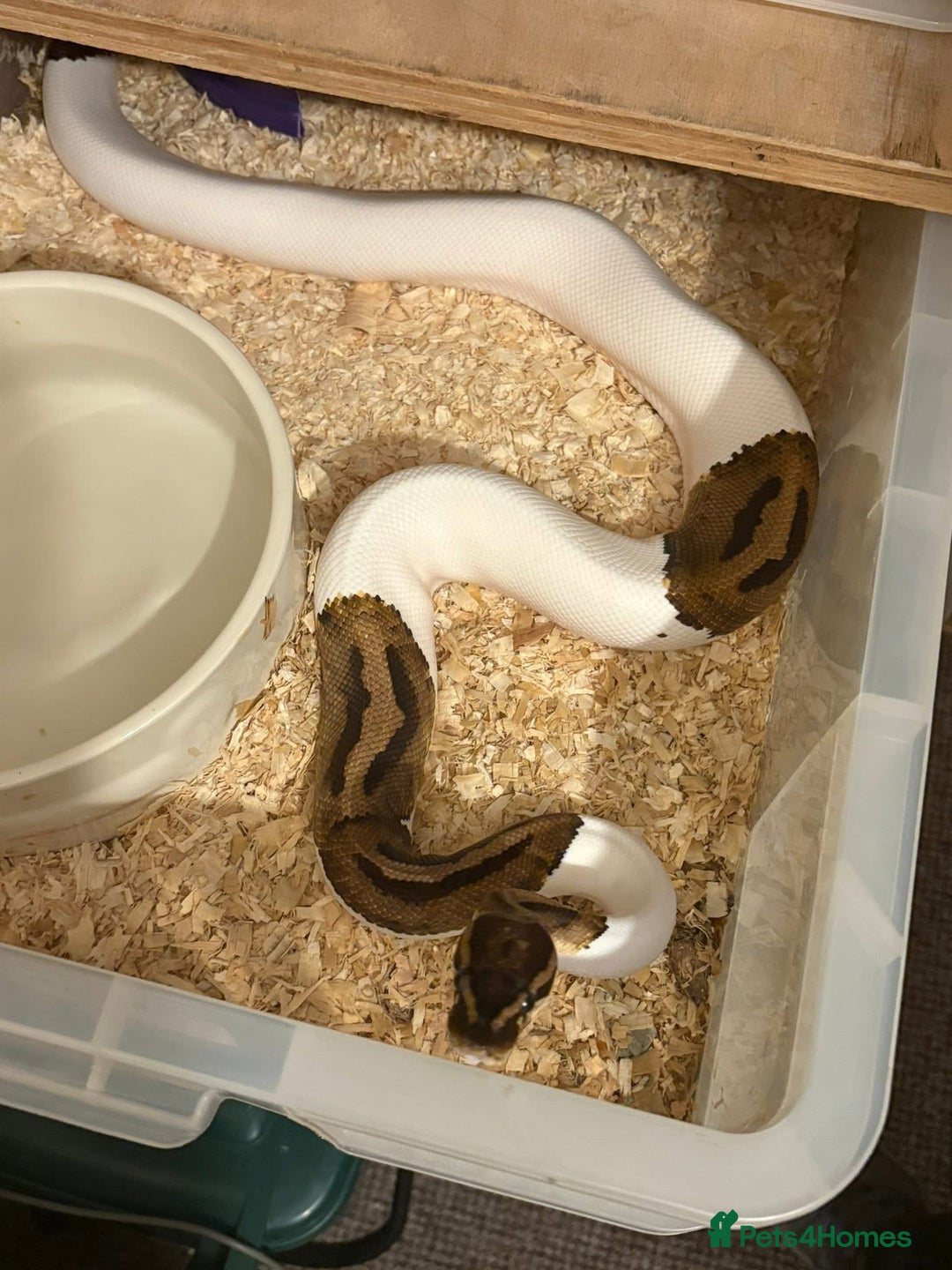 Python Snake reptiles for sale: Ball pythons  - Advert 1