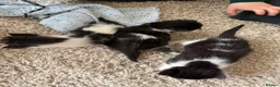 Mixed Breed cats for sale: Male kittens for sale  - Advert 5