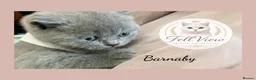 British Shorthair cats for sale: GCCF Pedigree British shorthair kittens  - Advert 10