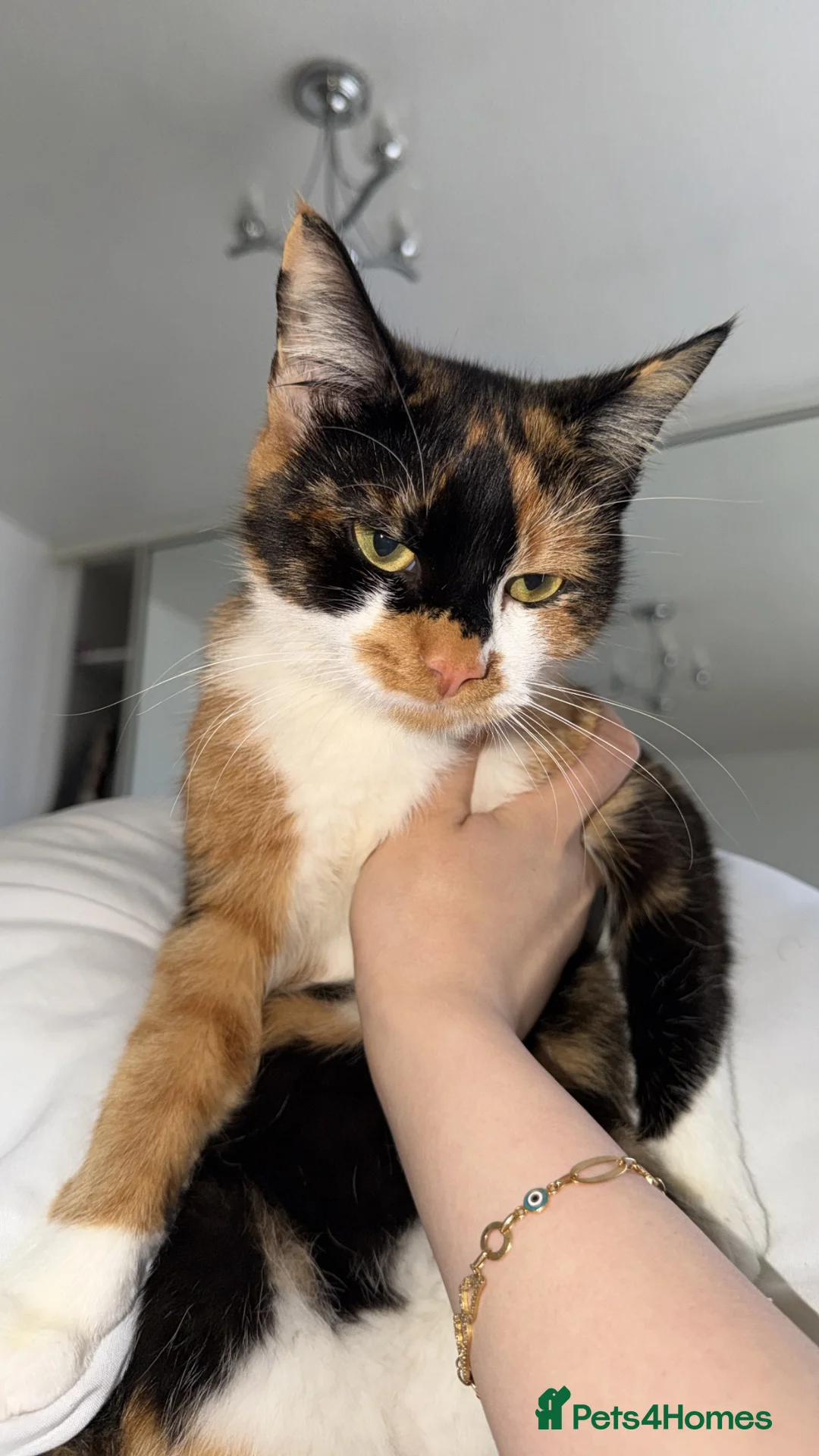 Mixed Breed cats for sale: Mix breed  in Swansea - Advert 2