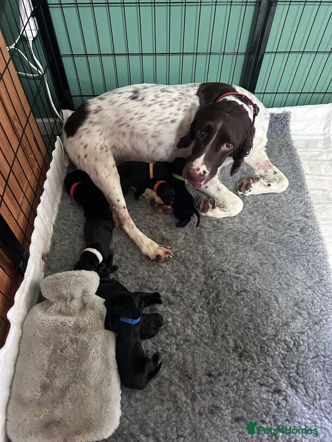 Springador dogs for sale: Springador puppies  - Advert 7