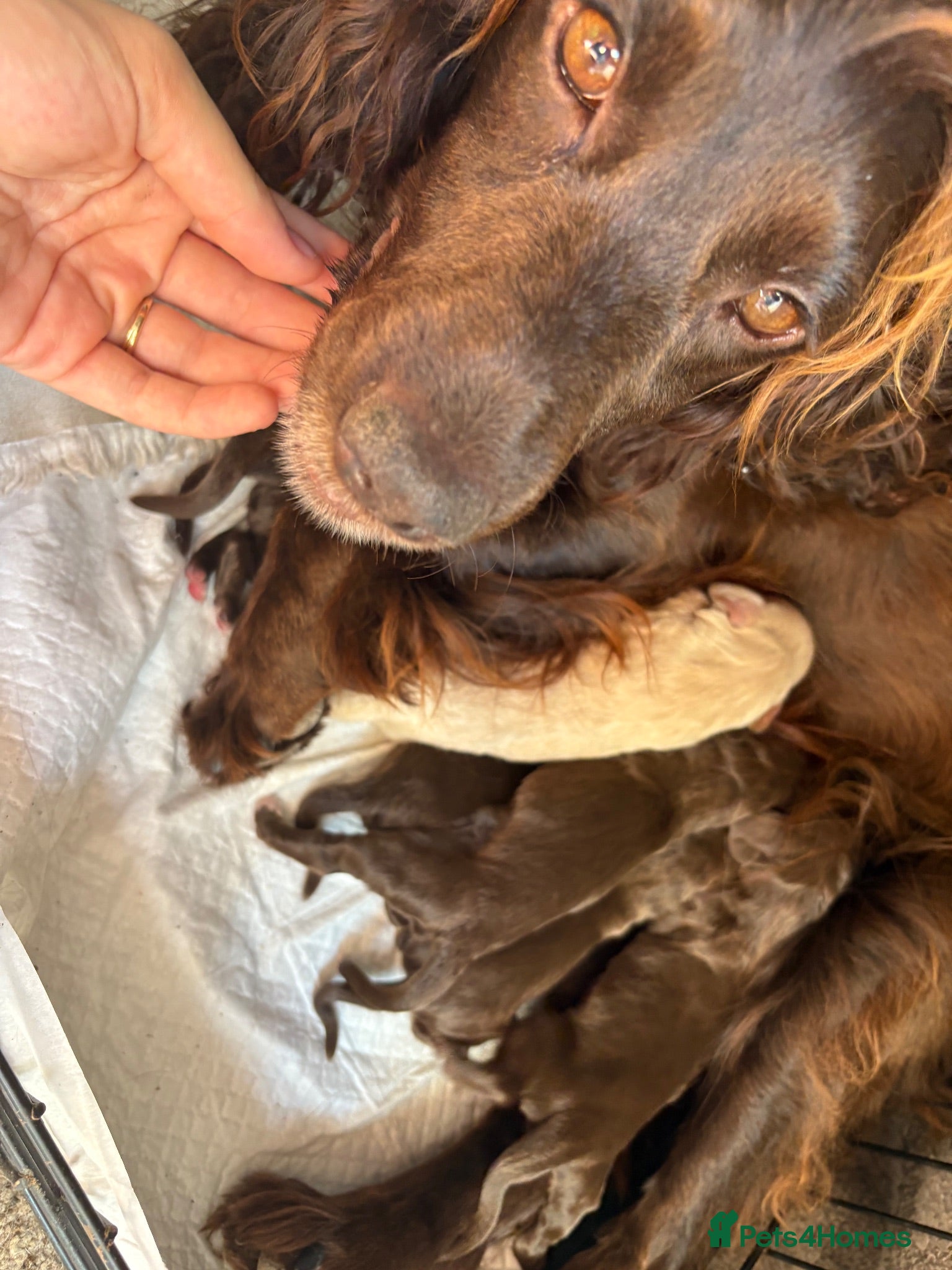 Cocker Spaniel dogs Stunning Working Cocker puppies!! - Advert 1