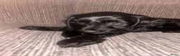 Cockapoo dogs for sale: F2 beautiful home bred puppies - Advert 7