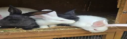 Continental Giant rabbits for sale: Continental Giant Rabbit Kits Bookings Now Open 🐰 - Advert 6
