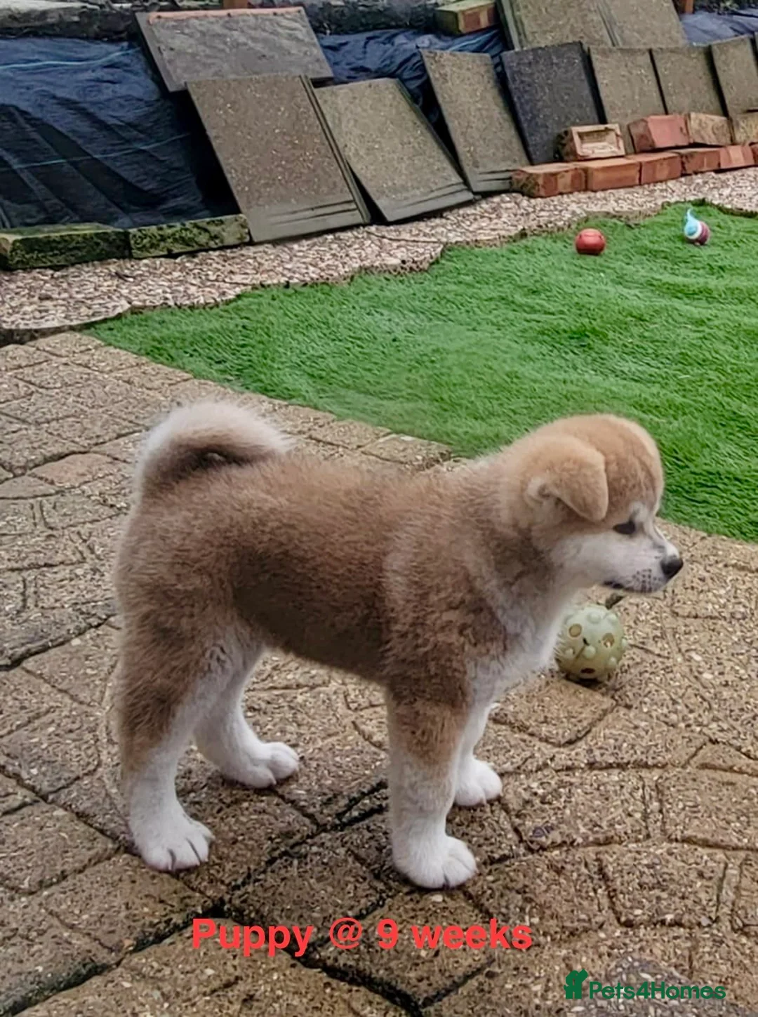 Japanese Akita Inu dogs for sale: RCK Registered Japanese Akita Inu Red Puppy Female - Advert 4