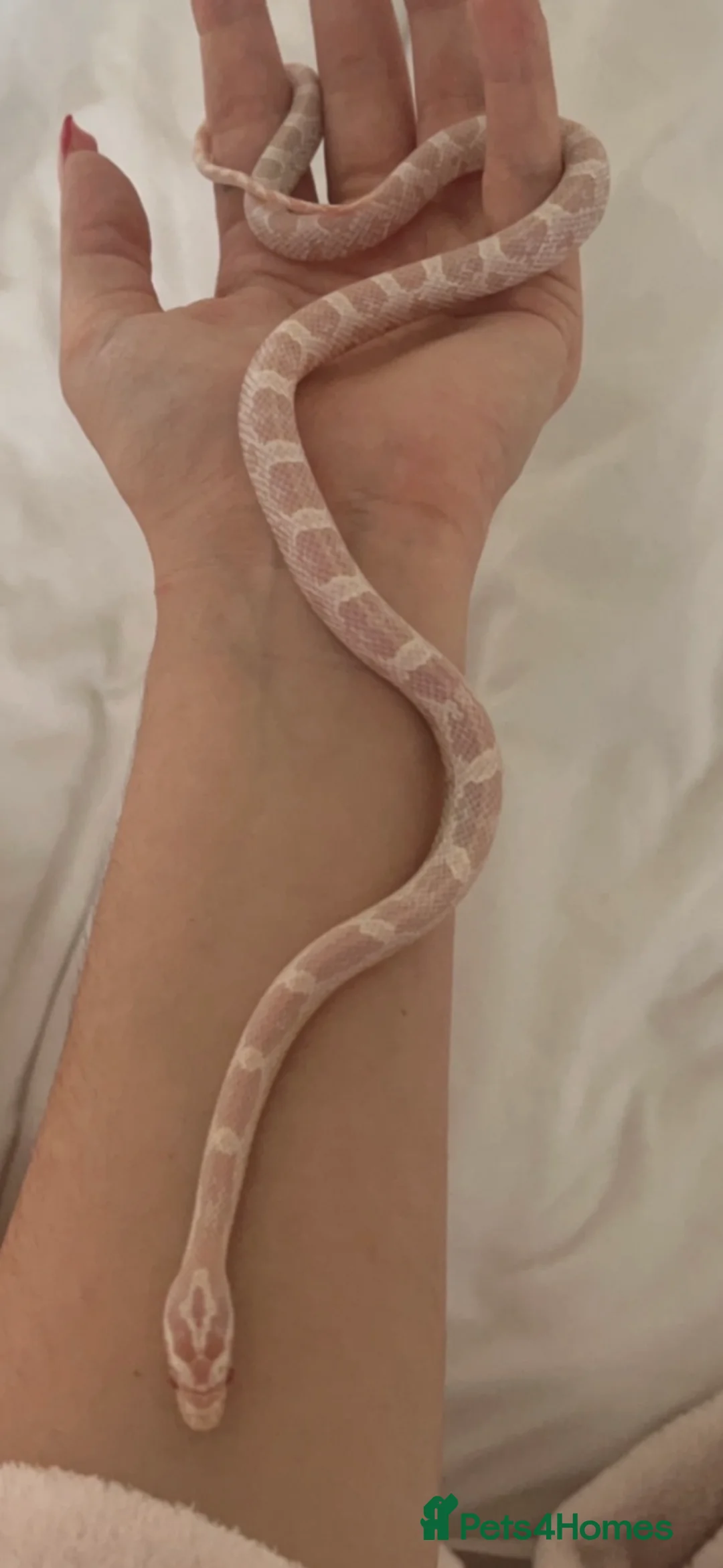 Corn Snake reptiles for sale: Female corn snake  - Advert 2