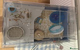 Hamster rodents for sale: Male robo hamster  - Image 7