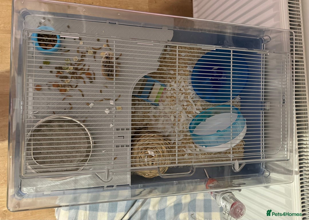 Hamster rodents for sale: Male robo hamster  - Image 7