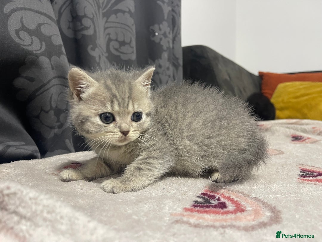 British Shorthair cats for sale: British shorthair kittens responsibly bred - Image 19