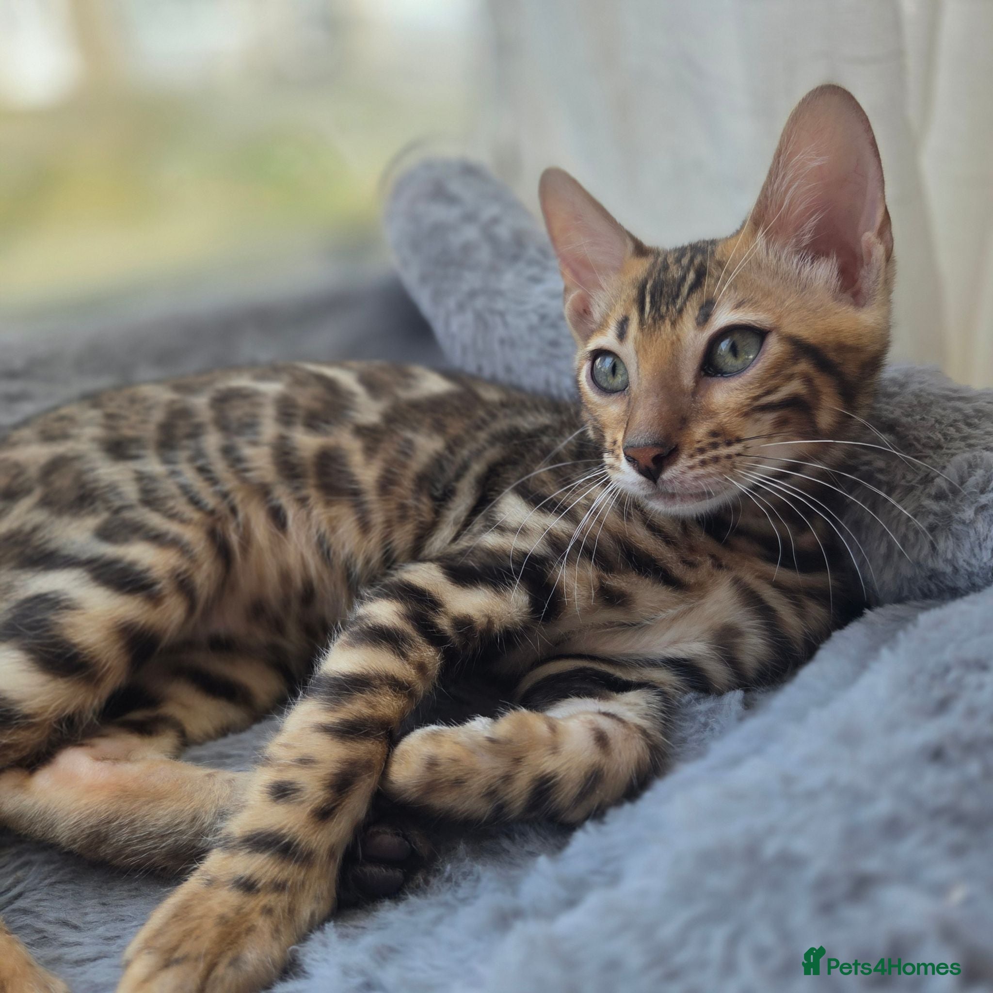 Bengal cats 💥ready now - LAST GIRL -Bengal Tica registered ⚜️ - Advert 4
