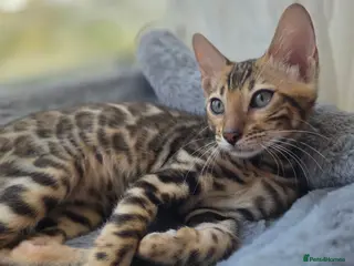 Bengal cats 💥ready now - LAST GIRL -Bengal Tica registered ⚜️ - Advert 4
