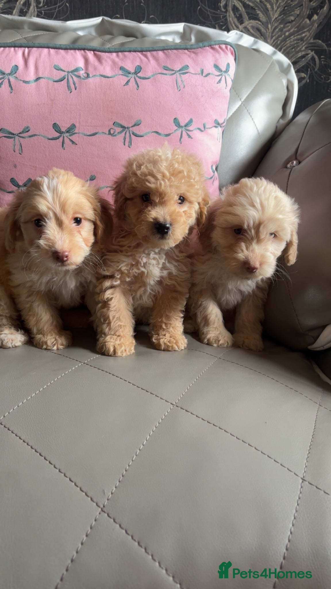 Cockapoo dogs Cockapoo puppies  - Advert 3