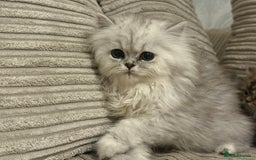 Persian cats for sale: Persian Babies ready to go - Advert 5