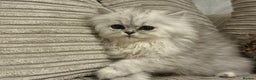 Persian cats for sale: One girl left - Advert 10