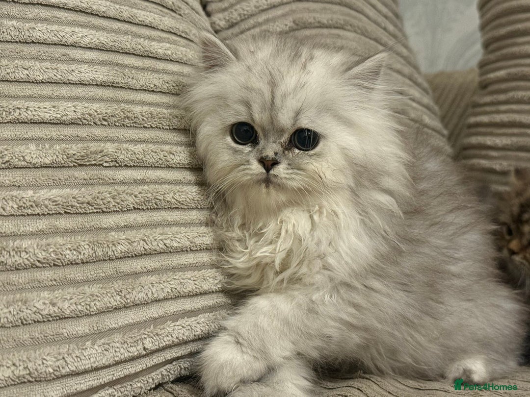 Persian cats for sale: Persian Babies ready to go - Advert 5