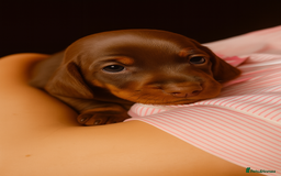 Miniature Dachshund dogs for sale: 3 Pedigree Miniature Dachshund from loving home - Image 2