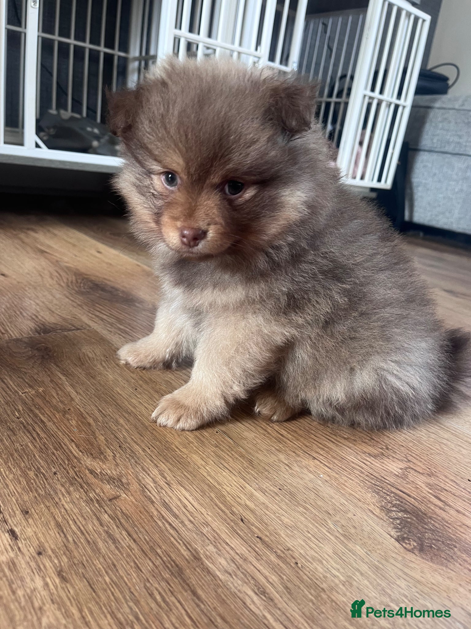 Pomeranian dogs LAST BOY LOOKING FOR HIS FOREVER HOME - Advert 2