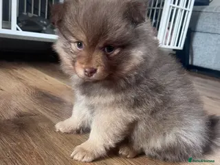 Pomeranian dogs LAST BOY LOOKING FOR HIS FOREVER HOME - Advert 2