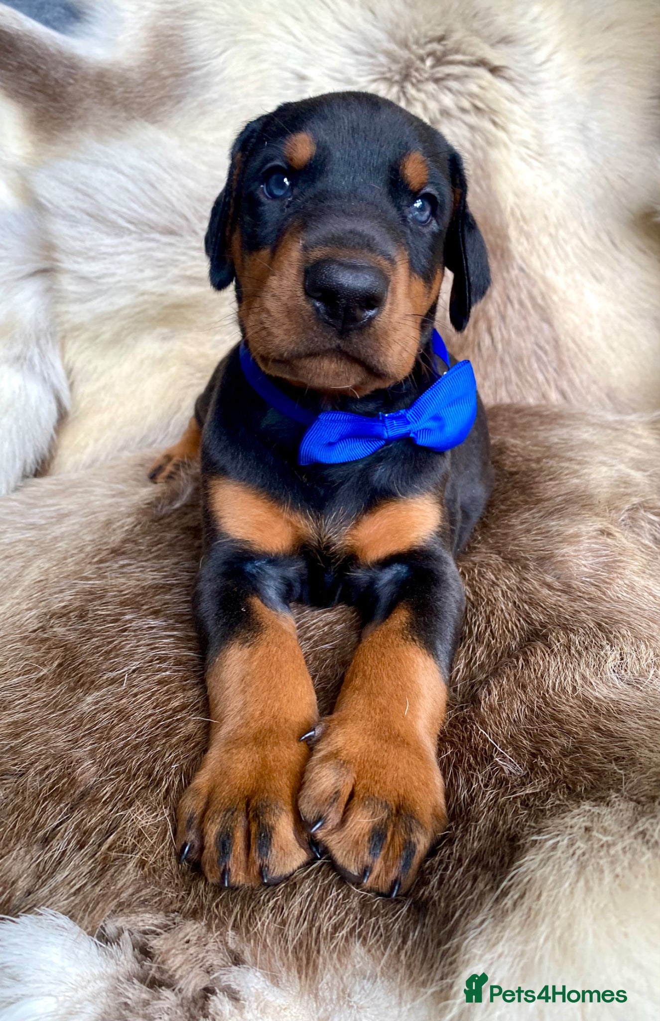 Dobermann dogs for sale: *KC REGISTERED* HEALTH TESTED DOBERMAN PUPPIES - Advert 5