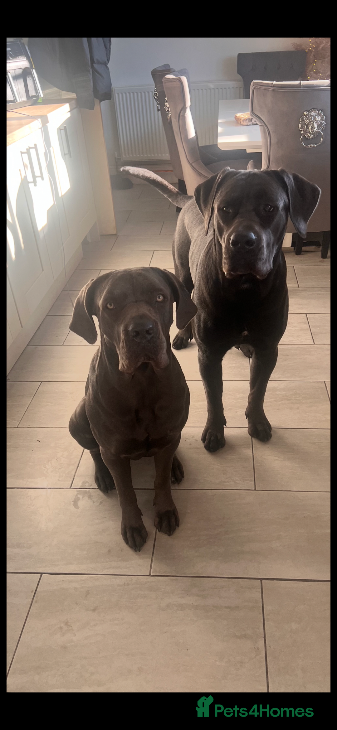 Cane Corso dogs for sale: 18 beautiful cane Corso puppy’s  - Advert 3