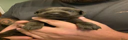 Mixed Breed dogs for sale: 🦮 🐕‍🦺 Stunning puppies 🦮🐕‍🦺 - Advert 21