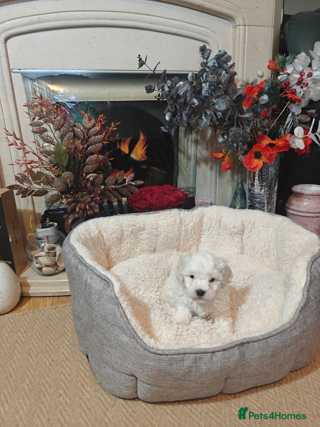 Mixed Breed dogs for sale: Bichon  - Image 3