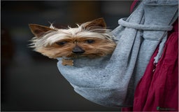 Yorkshire Terrier dogs for stud: Stud dog Yorkie - Advert 4