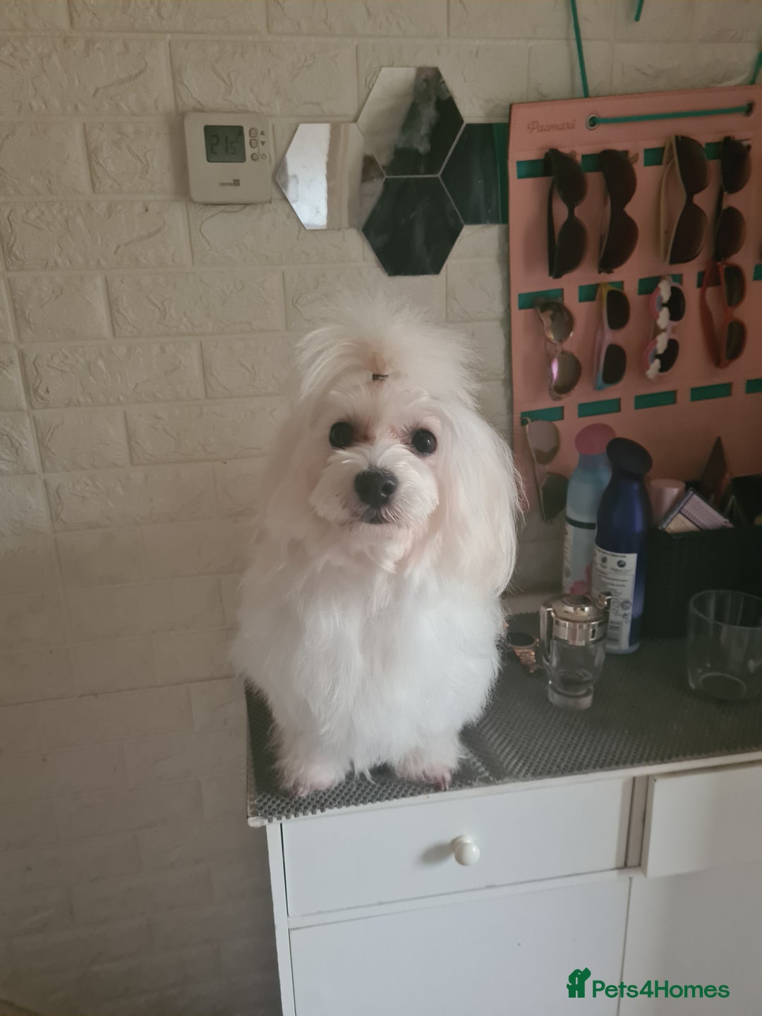 Maltipoo dogs for sale: Maltipoo Boy  - Advert 4