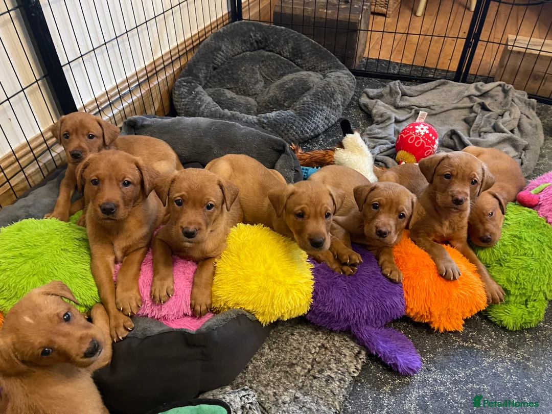 Labrador Retriever dogs for sale: Exceptional Quality KC Fox Red Labrador puppies - Advert 12