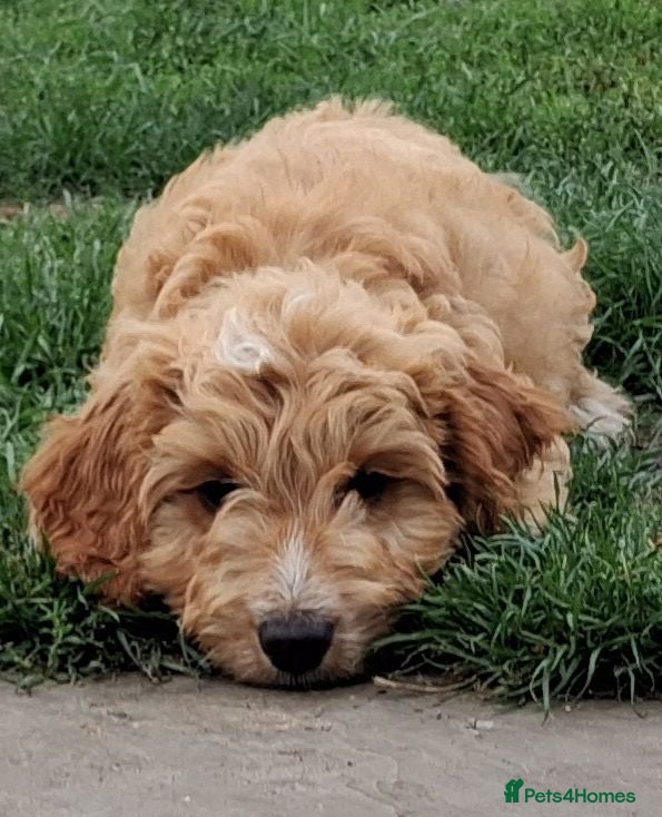 Cockapoo dogs Cockapoo boy puppy for sale  - Advert 2