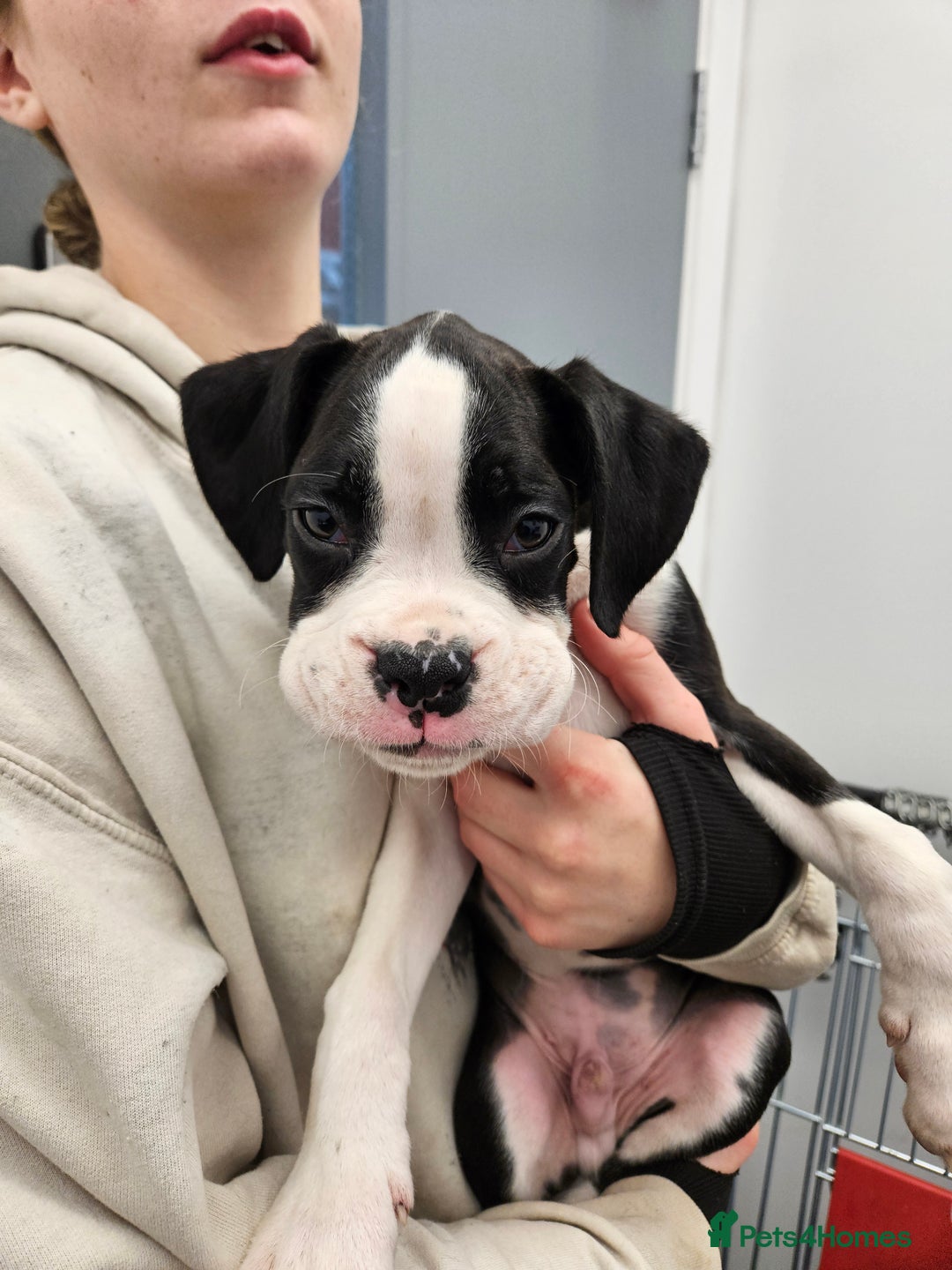 Boxer dogs for sale: READY NOW Kc reg sealed brindle fully vac  - Image 14