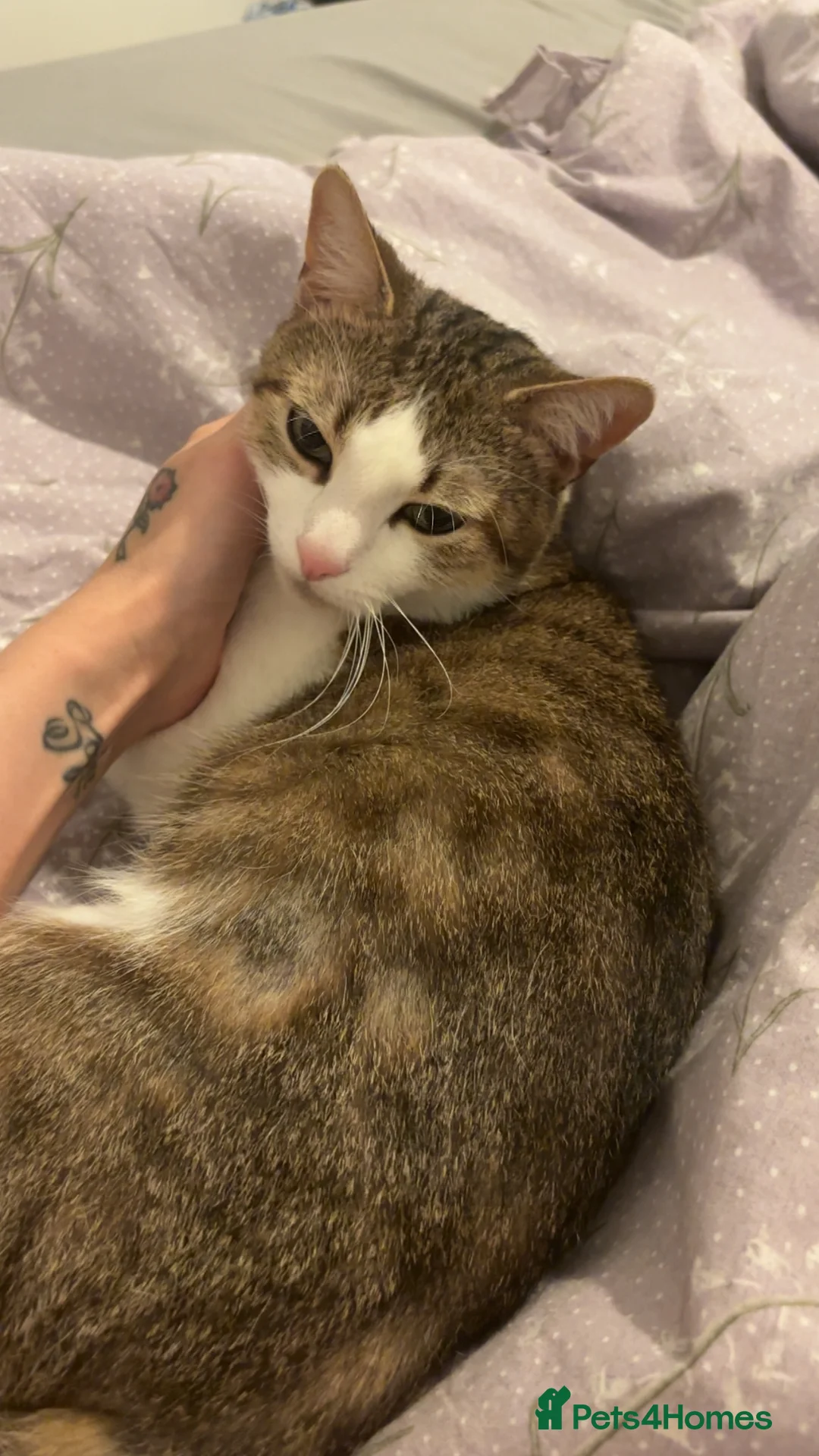 Mixed Breed cats for sale: Male cat, approx 3 years old - Advert 2